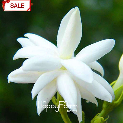 Jasmine Flower Seeds - Fragrant DIY Garden Plants, Chinese Ornamental Blooms for Home Gardening
