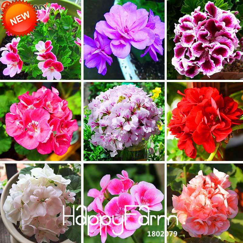 Geranium Seeds - Perennial Pelargonium Peltatum, Indoor Flower Planting, Easy-Grow Houseplant Seeds