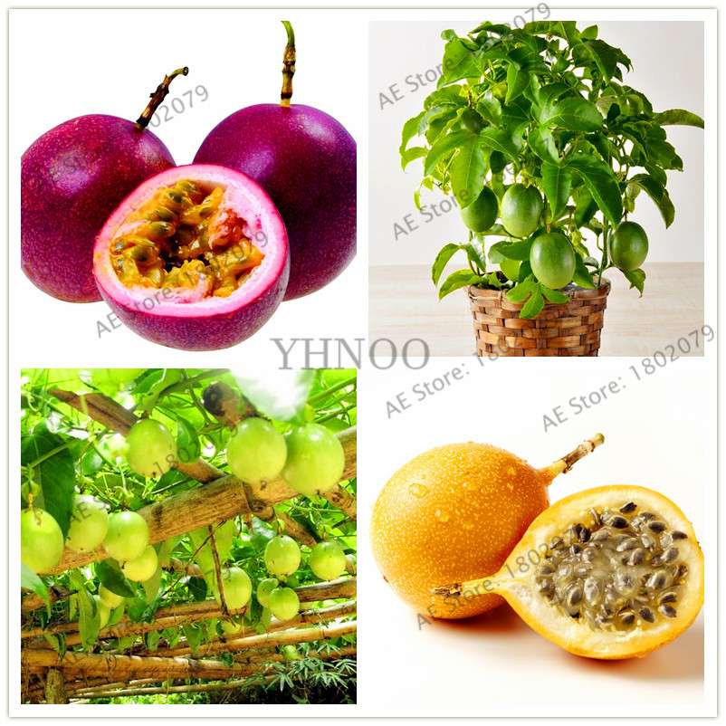 Organic Passion Fruit Seeds (Passiflora edulis) - Rare Tropical Fruit Tree Seeds for Home Planting