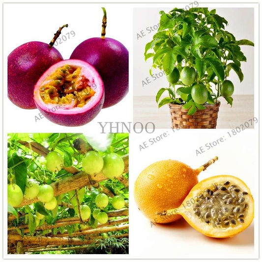 Organic Passion Fruit Seeds (Passiflora edulis) - Rare Tropical Fruit Tree Seeds for Home Planting