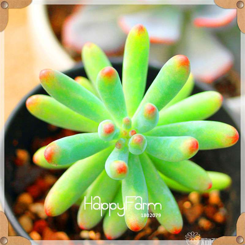 99 Rare Succulents & Lithops Seeds - Exotic Bonsai Plants, - Unique Office & Home Garden