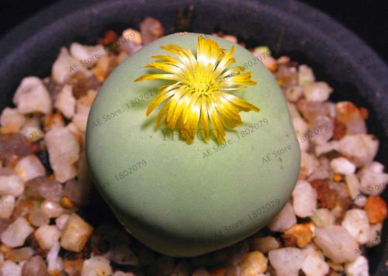 Rare Lithops Seeds - Living Stone Succulent Mix for Mini Garden, Bonsai & Assorted Flower Planting | Fast US Shipping