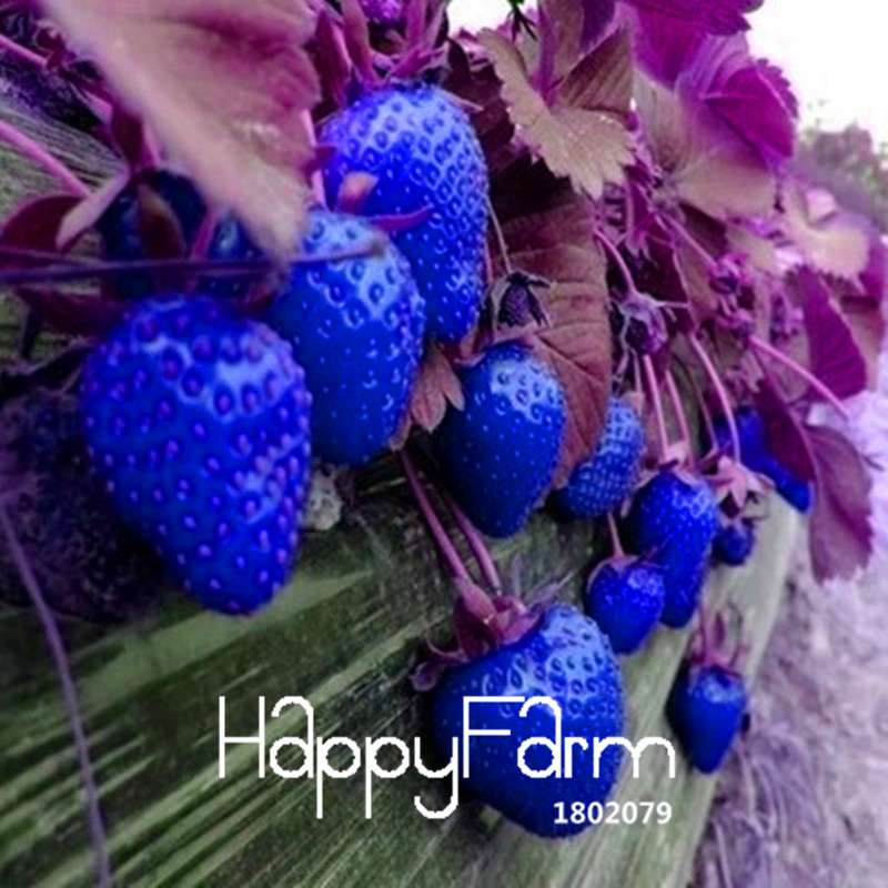 Blue Climbing Strawberry Tree Seeds - Rare Fruit Seeds for Home Garden & Bonsai Planting