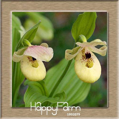 18 Color Orchid Seeds - Cypripedium & Paphiopedilum Bonsai Flower Seeds, Exotic Home Garden Planting