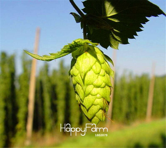 HOPS Seeds Humulus lupulus - Brew Your Own Beer, Perennial Plant - Year After Year Harvest