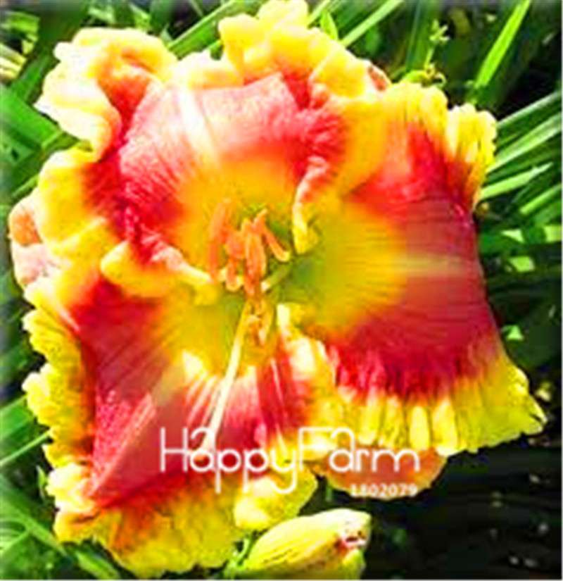 Hybrid Daylily Seeds - Colorful Hemerocallis Lily for Home Garden & Bonsai | Fast-Growing Flower Seeds