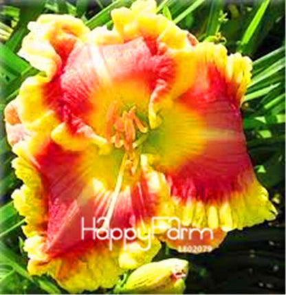 Hybrid Daylily Seeds - Colorful Hemerocallis Lily for Home Garden & Bonsai | Fast-Growing Flower Seeds