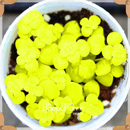 99 Rare Succulents & Lithops Seeds - Exotic Bonsai Plants, - Unique Office & Home Garden