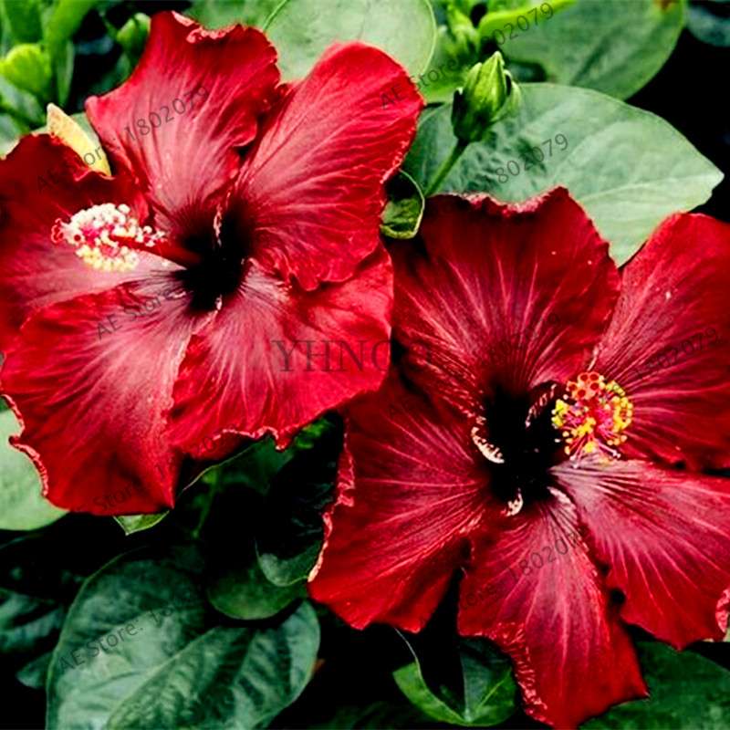 24-Color Giant Dinnerplate Hibiscus Seeds - Perennial Flower for Home, Bonsai & Garden Planting