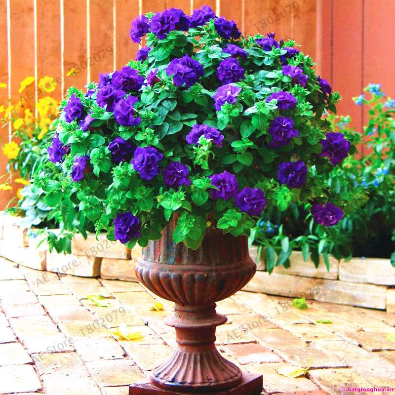 Double Petal Petunia Seeds - Vibrant Indoor Flower Bonsai Plants for Home & Garden