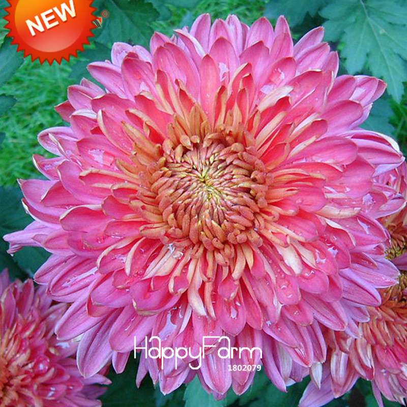 Rare Blue Chrysanthemum Seeds - for DIY Balcony & Home Garden Planting | USA Grown