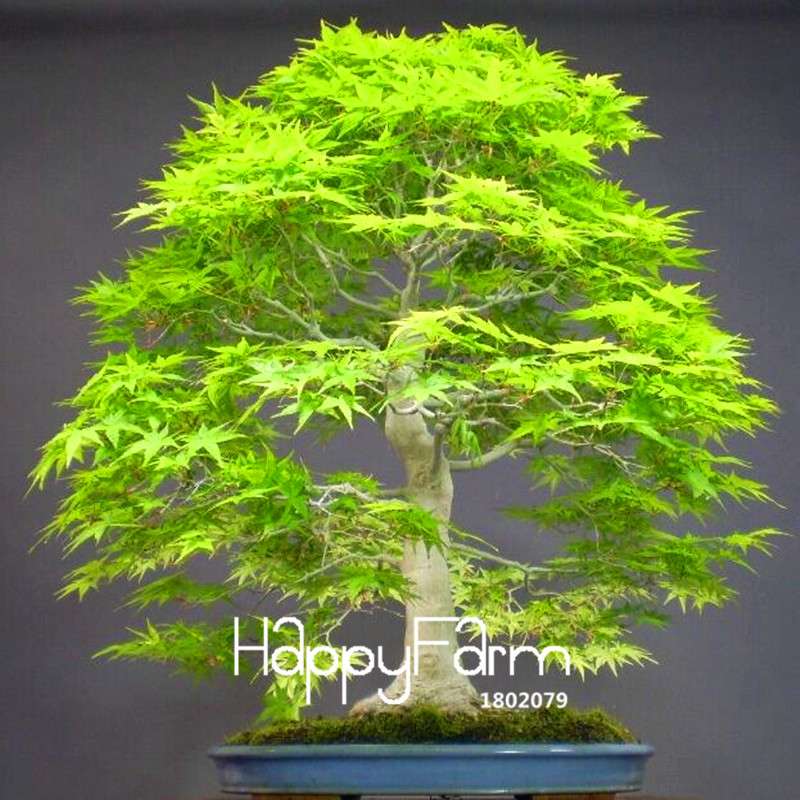 Green Maple Tree Seeds for Bonsai - DIY Home Garden Planting Kit