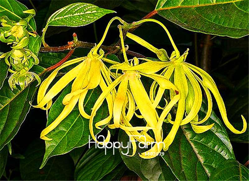 Ylang-Ylang Tree Seeds - Fragrant Cananga Odorata for Indoor & Container Planting - Fast Shipping