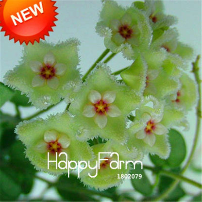 Buy Hoya Carnosa Seeds - Potted Flower Seeds for Home Garden Planting, Perennial Orchid-Like Blooms