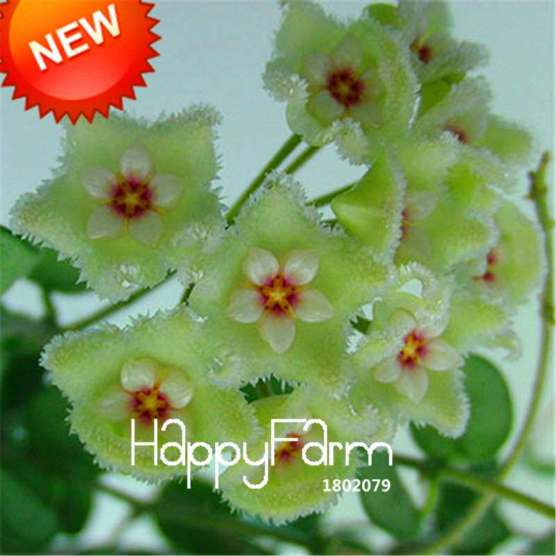 Hoya Seeds for Planting - DIY Home Garden, Potted Flowers, Bonsai & Orchid Seeds - Indoor/Outdoor