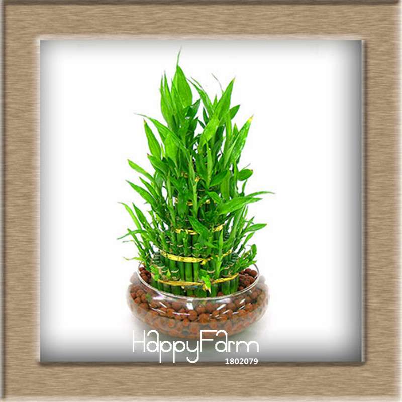 6 Types Lucky Bamboo Seeds - 95% Germination, Dracaena Variety for Home & Garden