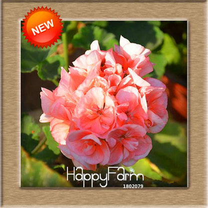 Pelargonium Peltatum Seeds - Geranium Flower Seeds, 17 Colors, Perennial Blooms for Garden & Containers