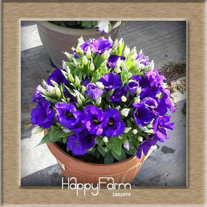 7 Color Lisianthus Seeds - Perennial Flowering Plants for Pots, Gardens | Eustoma Seeds