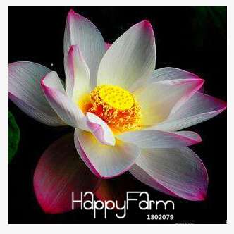 Affordable Water Lily Seeds for Bonsai & Balcony - Easy-Grow Potted Flowers