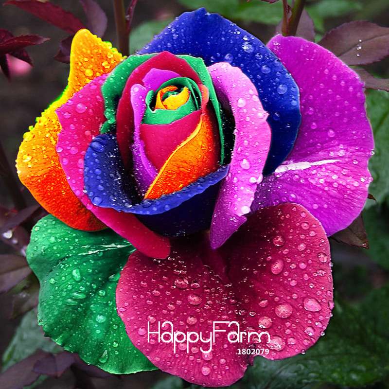 Rare Holland Rainbow Rose Seeds - Colorful Flower Seeds for Home Garden - Professional Pack