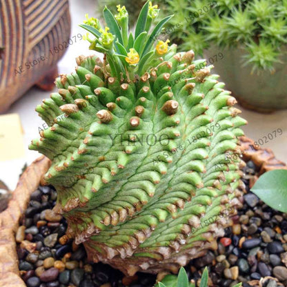 Basketball Cactus Seeds (Euphorbia obesa) - Unique Succulent Plant for Garden, Bonsai & Home Decor
