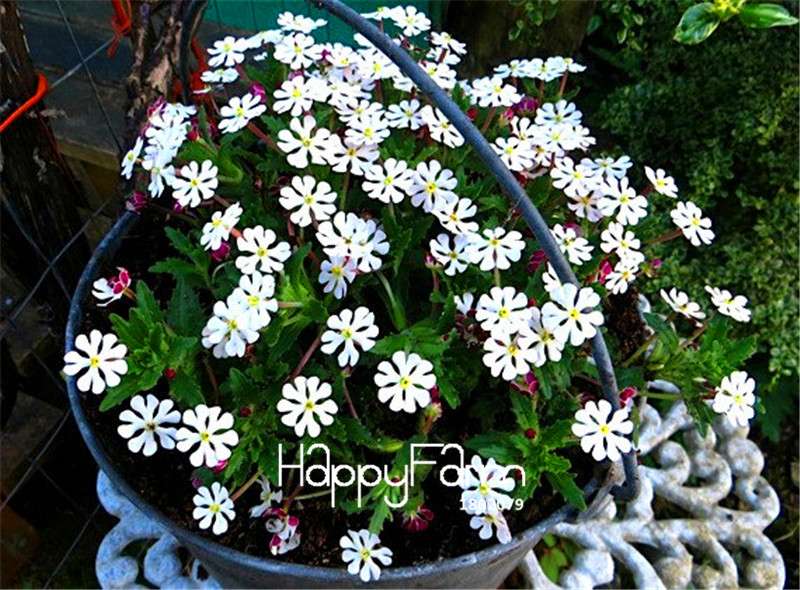Night Blooming Phlox Seeds - Bonsai, Home Gardening, Flower Pots, Balcony Plants - Premium Quality