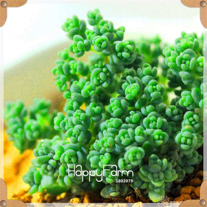 99 Rare Succulents & Lithops Seeds - Exotic Bonsai Plants, - Unique Office & Home Garden