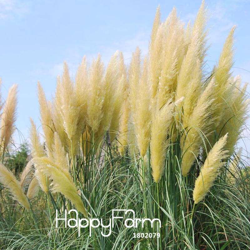 Pampas Grass Seeds - Cortaderia Selloana for Patio, Garden & Pots, Ornamental Flowering Plant
