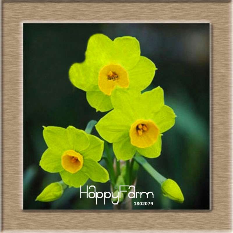 Daffodil Seeds (Narcissus Tazetta) - Indoor Flowering Bulbs for Home & Office, Easy to Grow