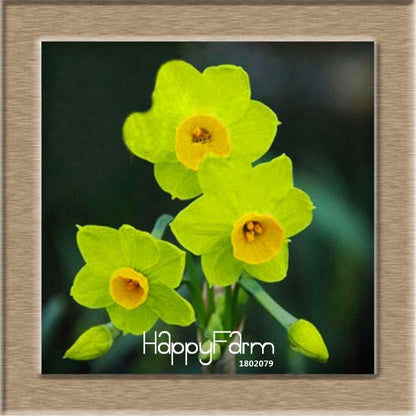 Daffodil Seeds (Narcissus Tazetta) - Indoor Flowering Bulbs for Home & Office, Easy to Grow