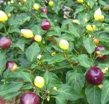 Giant Spicy Red Chili Pepper Seeds - Hot Heirloom Plants for Garden, Pots & Balcony - Non-GMO Bonsai Seeds