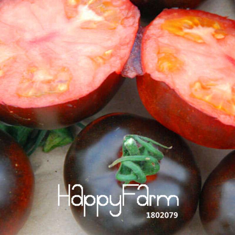INDIGO ROSE Black Tomato Seeds - Heirloom, Non-GMO, High Yield Vegetable Seeds for Home Garden