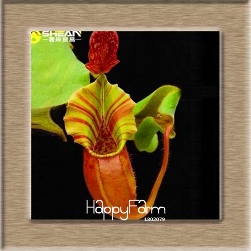 Nepenthes Seeds - Carnivorous Bonsai Plants for Balcony, Potted, Home Garden (11 Varieties)