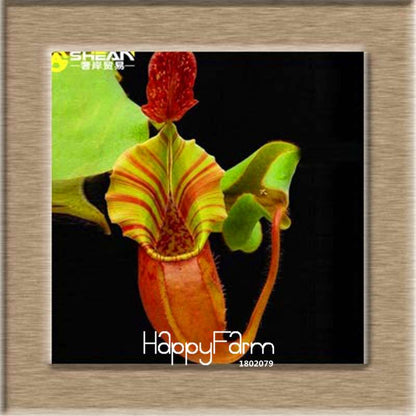 Nepenthes Seeds - Carnivorous Bonsai Plants for Balcony, Potted, Home Garden (11 Varieties)