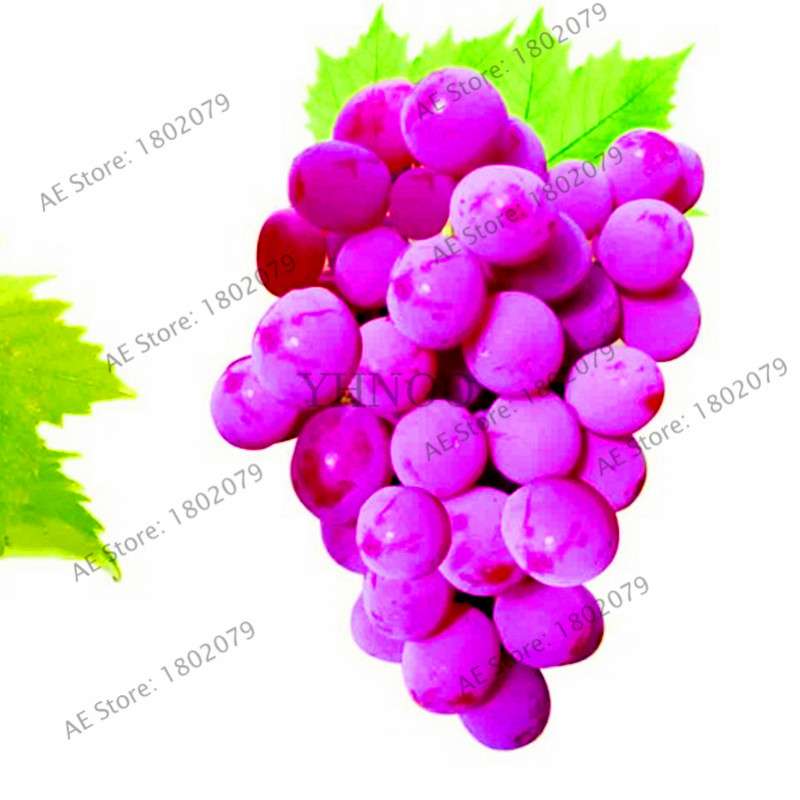 Kyoho Grape Seeds - Sweet Natural Fruit Seeds for Home Garden Planting, Fresh & Juicy