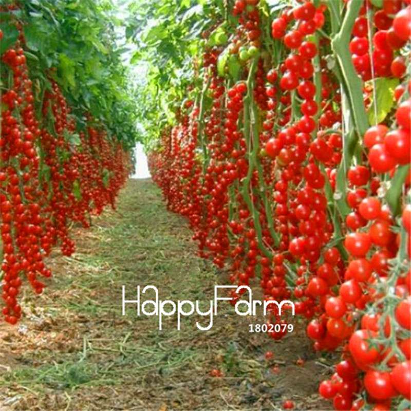 Rainbow Tomato Seeds - Organic Bonsai Veggie & Fruit Seeds for Home Garden, Non-GMO, Easy Grow