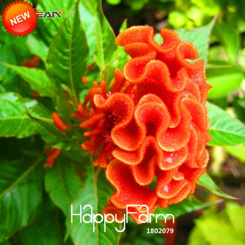 8-Color Celosia Cristata Seeds - Vibrant Cockscomb Bonsai Flowers, for Potted Plants | Fast US Shipping