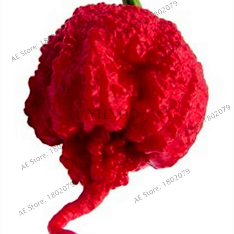 Hot Scorpion Pepper Seeds - Super Rare Edible Bonsai Plant for Home Garden & Spicy Cooking