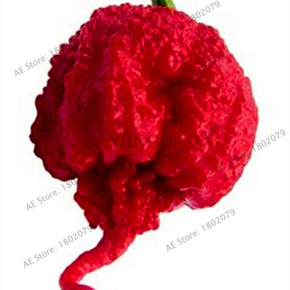Hot Scorpion Pepper Seeds - Super Rare Edible Bonsai Plant for Home Garden & Spicy Cooking