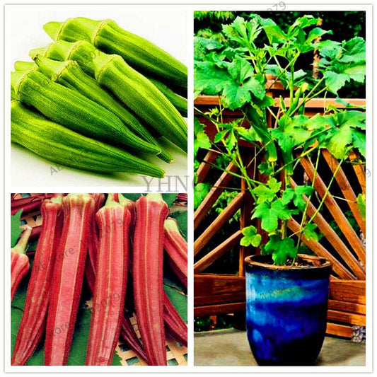 Organic Non-GMO Okra Seeds for Kidney Health - Fun Countryside Garden Supplies
