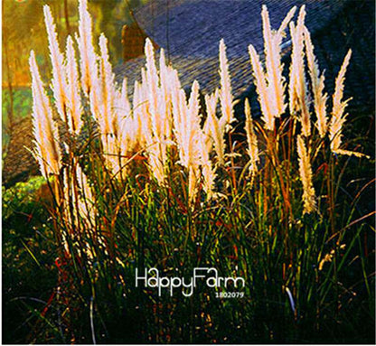 Pampas Grass Seeds - Beautiful Cortaderia for Home Garden Planting | Fast-Growing Flower Seeds