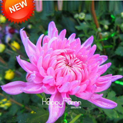 Purple Red Chrysanthemum Seeds for Balcony - Beautiful Potted Flowers