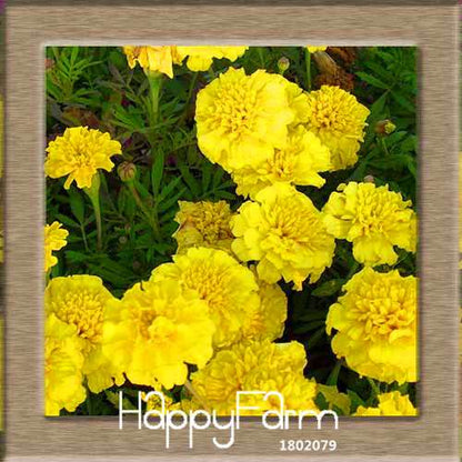 11 Varieties Maidenhair Herb & Marigold Flower Seeds - for Potted Garden