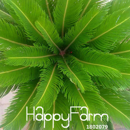 Cycas Seeds for Planting - DIY Home Garden, Potted Houseplant, Easy Grow Indoor/Outdoor
