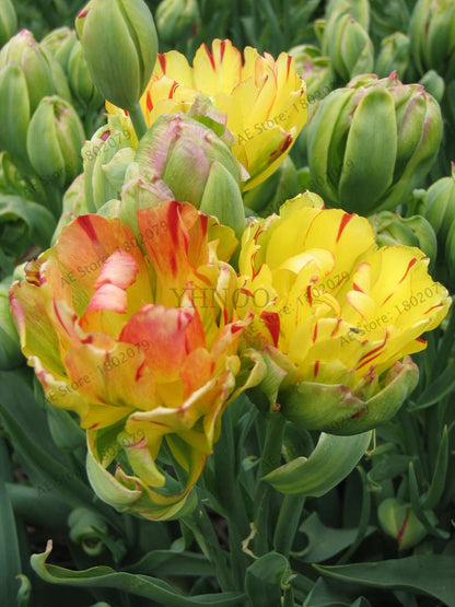 Rare Double Tulip Bulbs (Not Seeds) - 24 Colors, Fresh Flower Bulbs for Planting - Fast Shipping