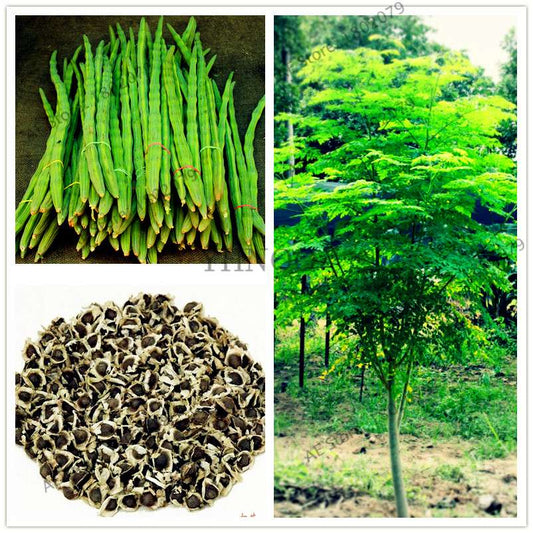 Moringa Seeds for Planting - Organic Moringa Oleifera Tree, Edible Drumstick Bonsai for Home Garden
