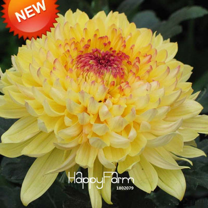 Rare Blue Chrysanthemum Seeds - for DIY Balcony & Home Garden Planting | USA Grown