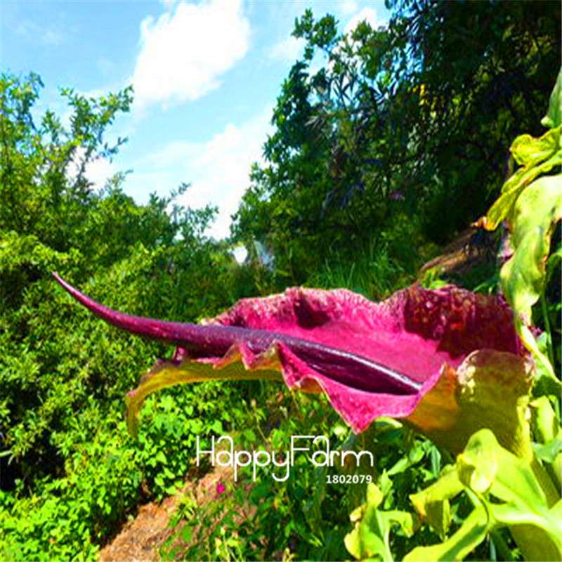 Giant Voodoo Lily Seeds - Exotic Potted Bonsai Plant for Garden & Courtyard | Fast US Shipping