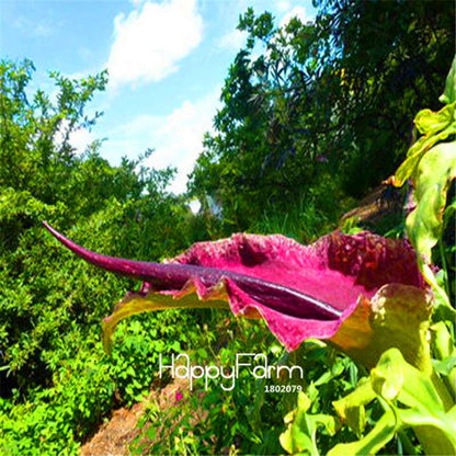 Giant Voodoo Lily Seeds - Exotic Potted Bonsai Plant for Garden & Courtyard | Fast US Shipping