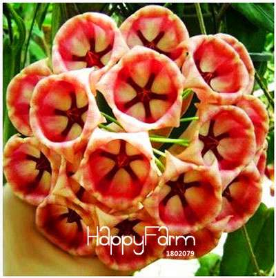 Buy Hoya Carnosa Seeds - for Home Garden, Potted Flower Seeds, Easy to Grow